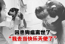 朱浩仁爱犬Steady不敌病魔逝世,令人心痛难以接受!“相信你在天上自由的奔跑和roll了”