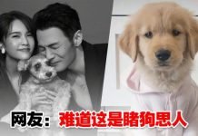 杨丞琳李荣浩分开300天!狗狗一脸委屈:第几个100天